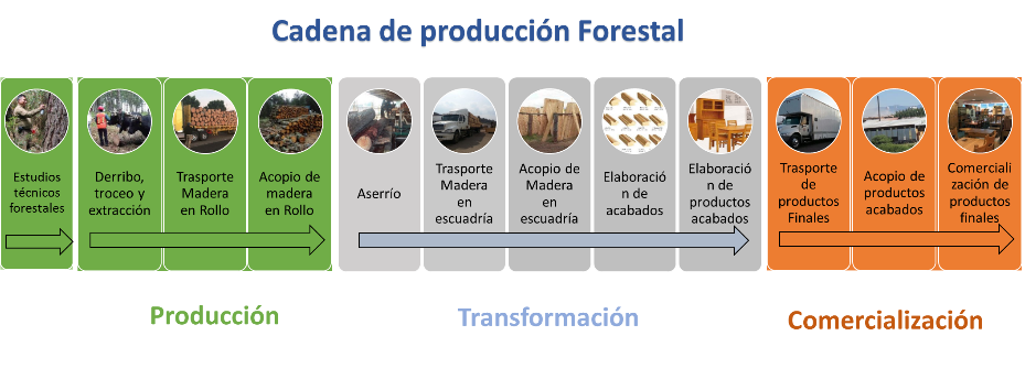Diagrama de la cadena de producci&oacute;n forestal